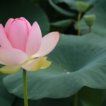 Thumbnail of post image 028